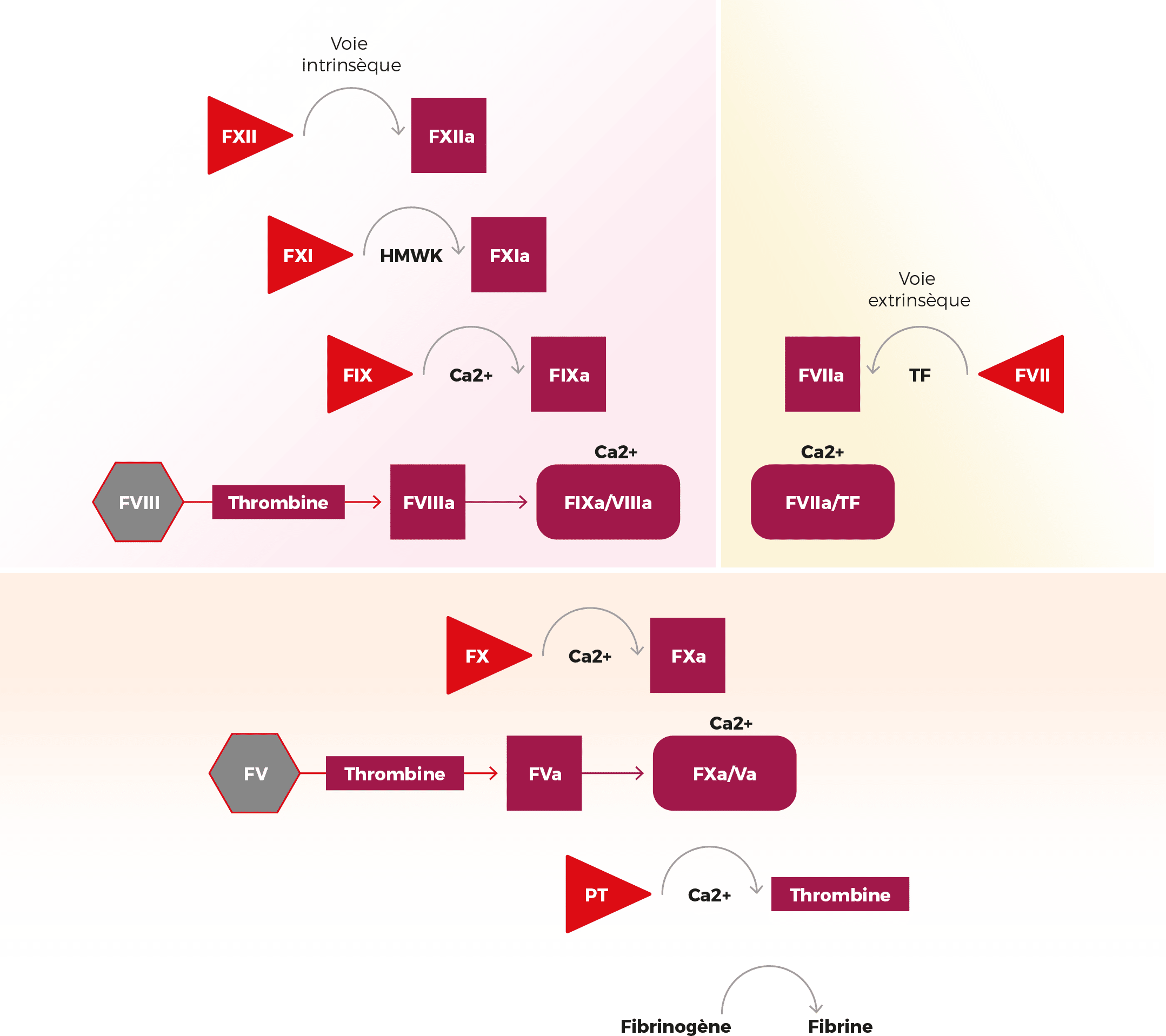 schéma processus de coagulation 
